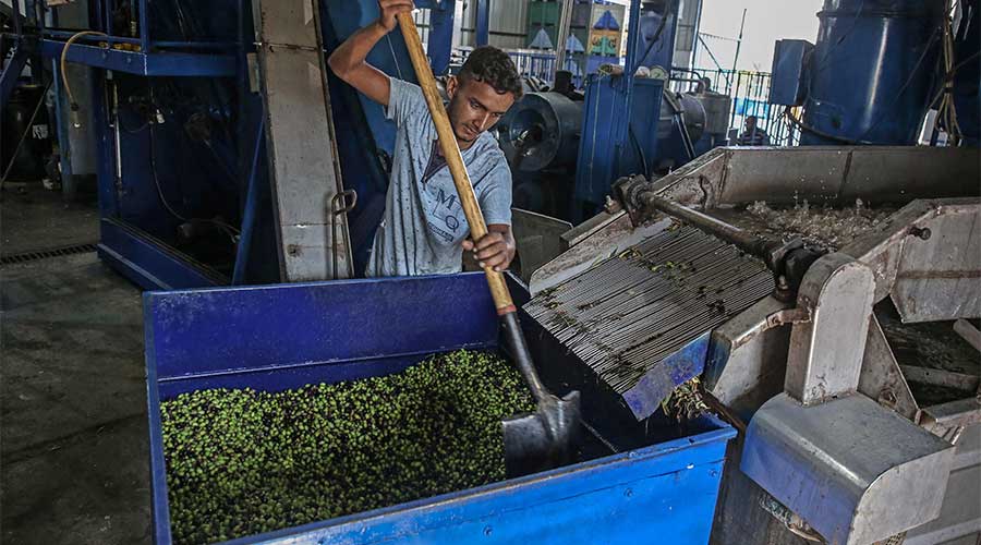 olive extraction plants