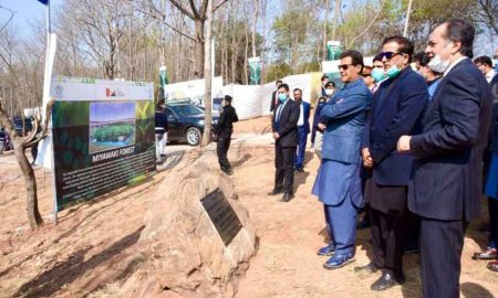 Islamabad Plantation Miyawaki