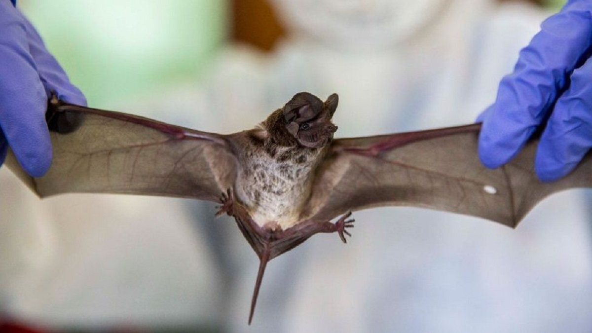 coronavirus from bats