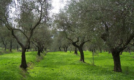 wild olive plants