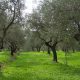 wild olive plants