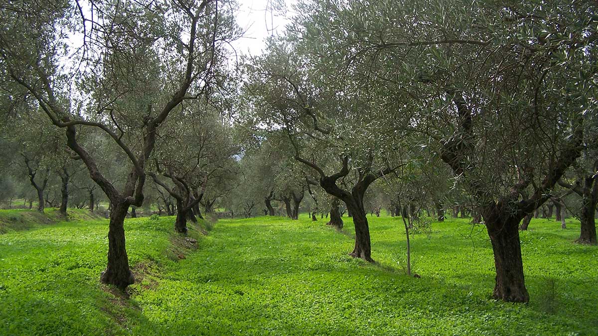 wild olive plants