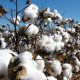 Cotton imports