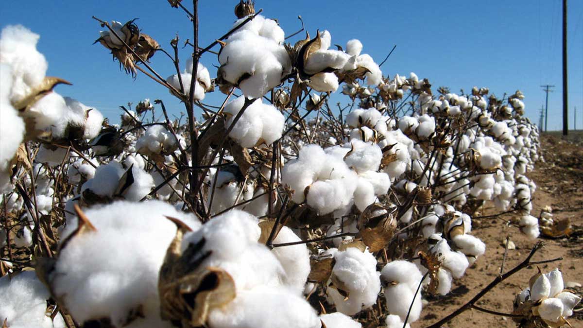 Cotton imports