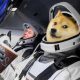 SpaceX dogecoin