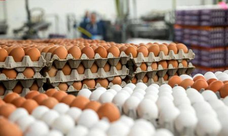 chicken and egg prices