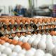 chicken and egg prices