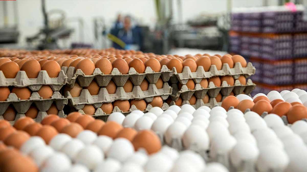 chicken and egg prices