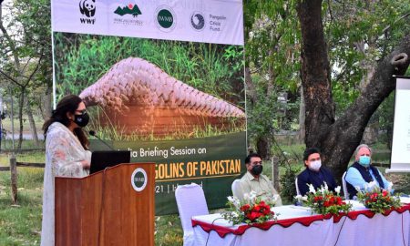 pangolins Pakistan