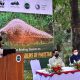 pangolins Pakistan