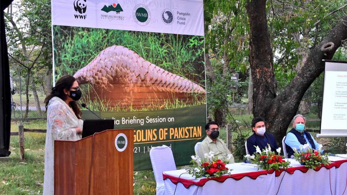 pangolins Pakistan