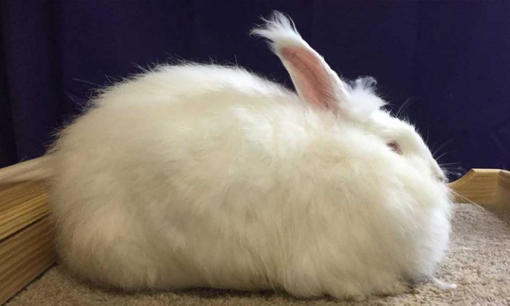 Angora rabbit