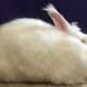 Angora rabbit