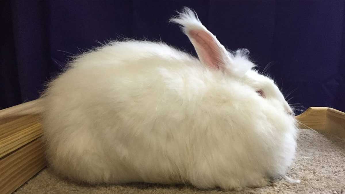 Angora rabbit