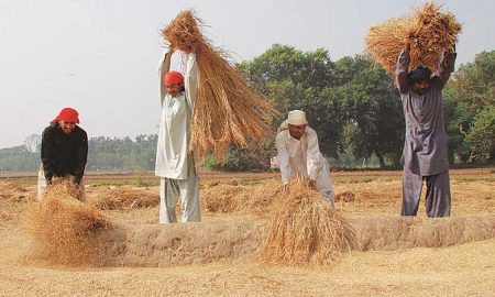 Pakistani rice