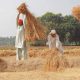 Pakistani rice