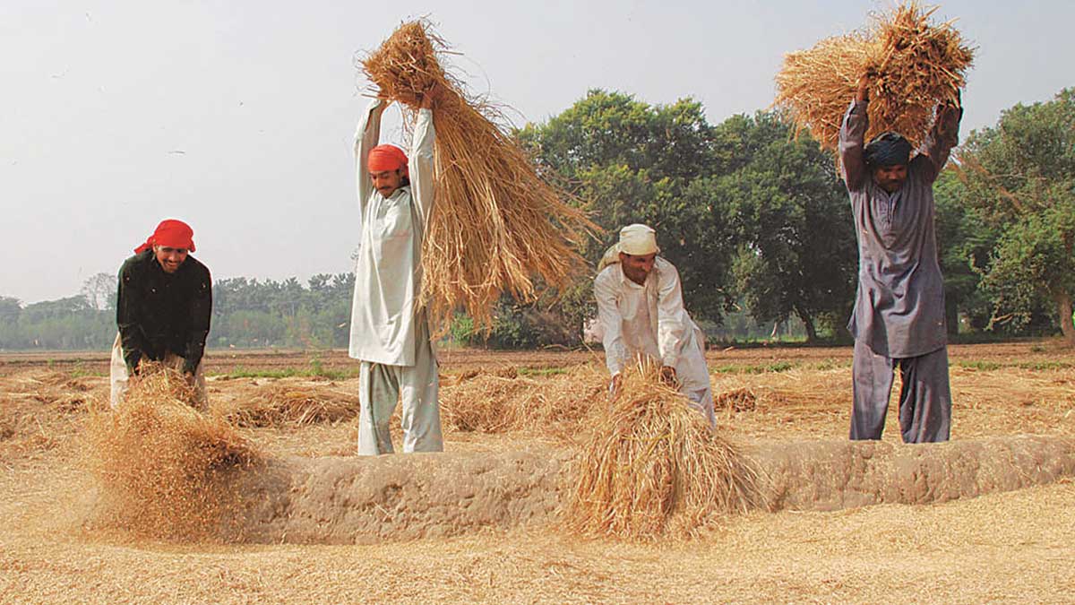 Pakistani rice