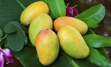 Sugar-free mangoes