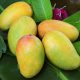 Sugar-free mangoes