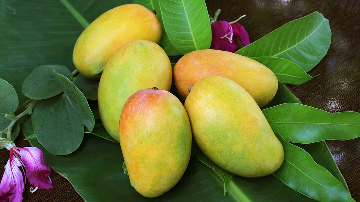 Sugar-free mangoes