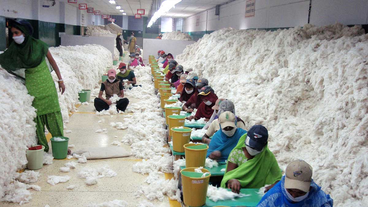 cotton price