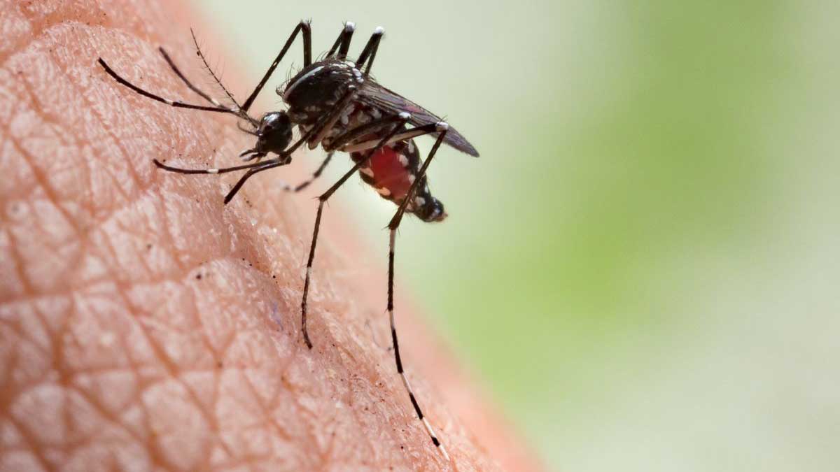 China malaria free