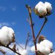 Cotton import bill