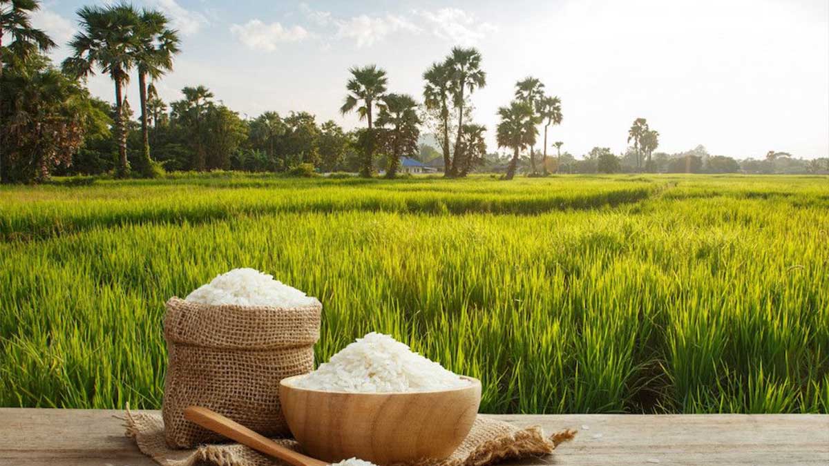 Pakistan rice