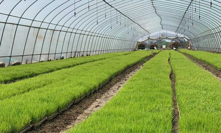 Rice seedlings