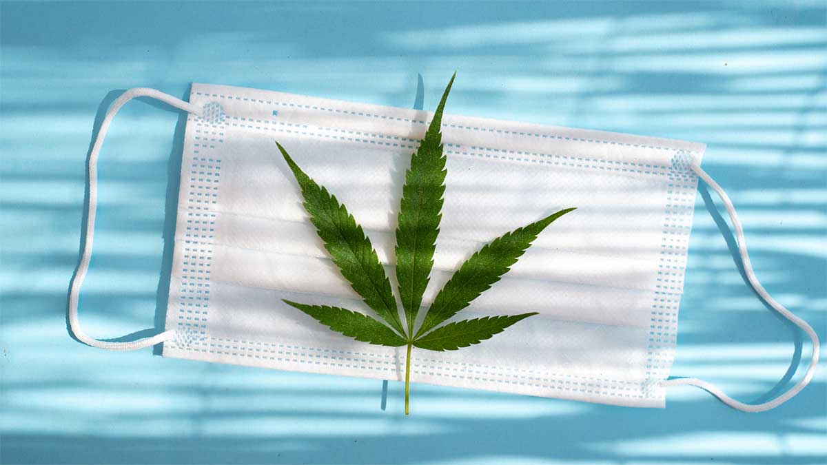 cannabis Covid
