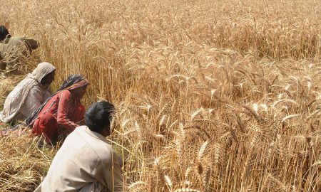 wheat production