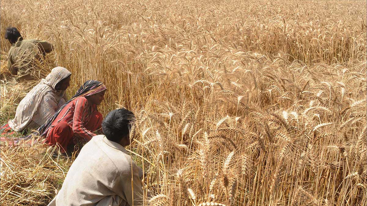 wheat production