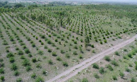 Punjab barren land