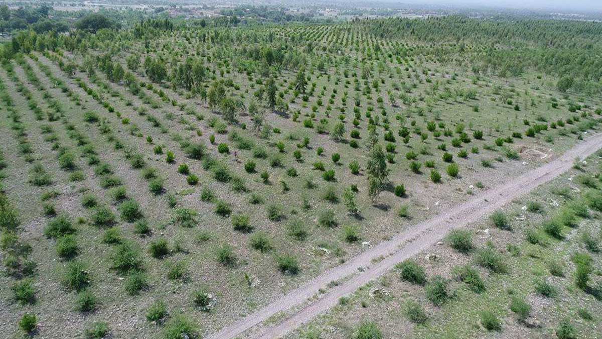 Punjab barren land