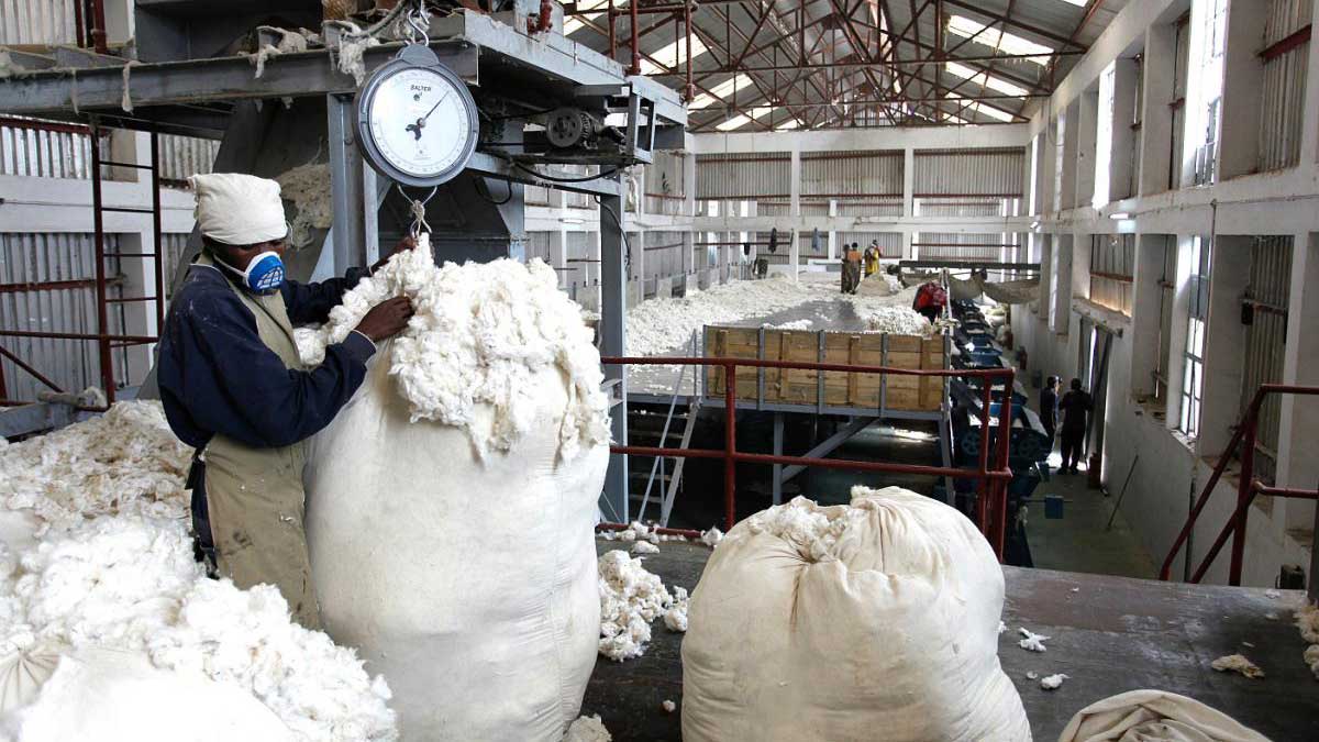 cotton intervention price