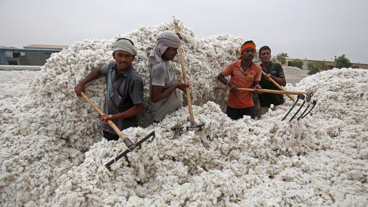 delayed Cotton imports