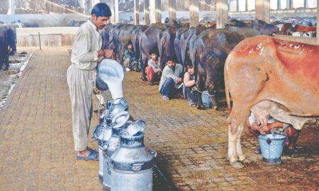 helpline dairy farmers