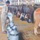 helpline dairy farmers