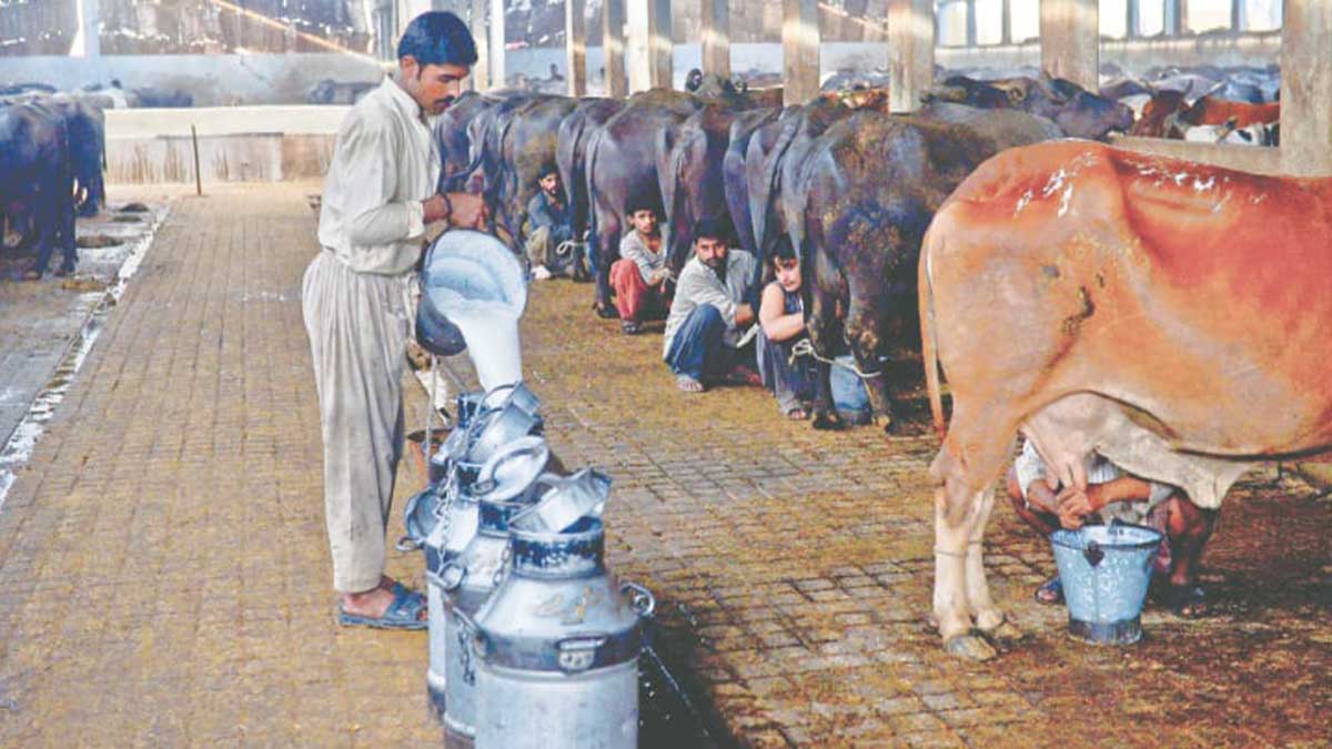 helpline dairy farmers