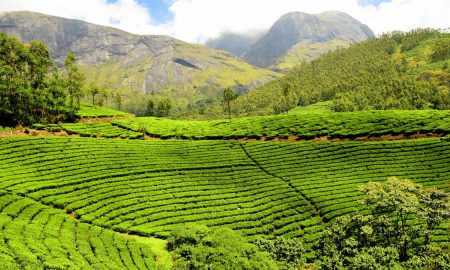 tea plantation