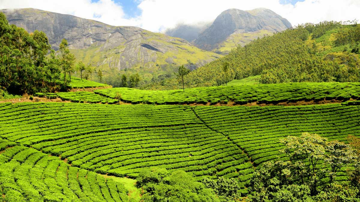 tea plantation