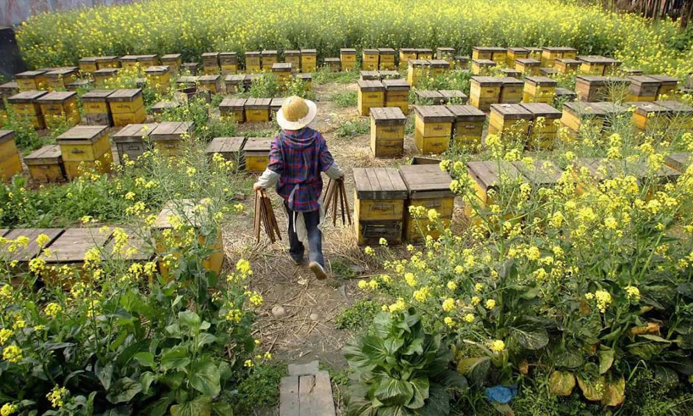 Honey bee farm