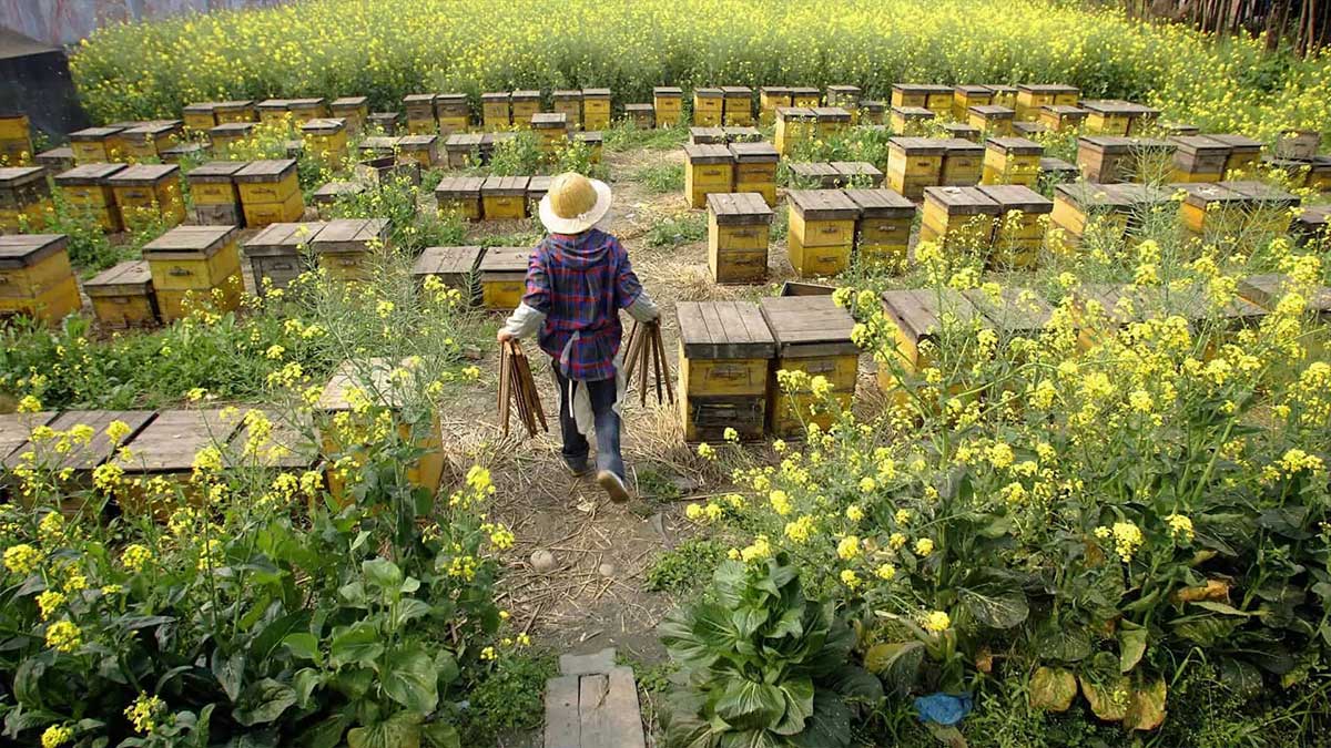 Honey bee farm