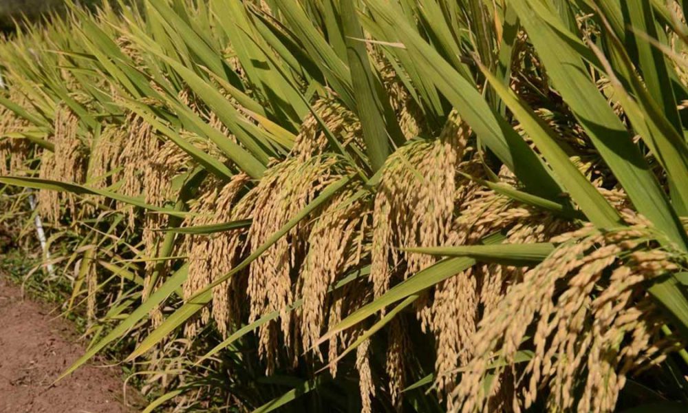 Pakistan China hybrid rice