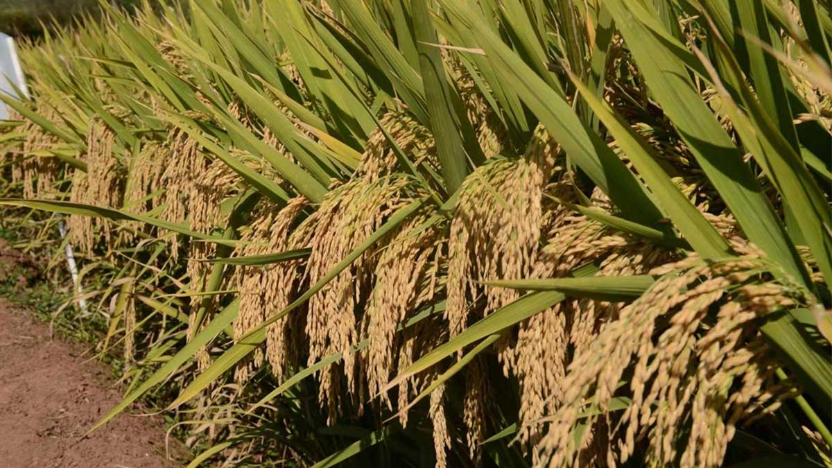 Pakistan China hybrid rice