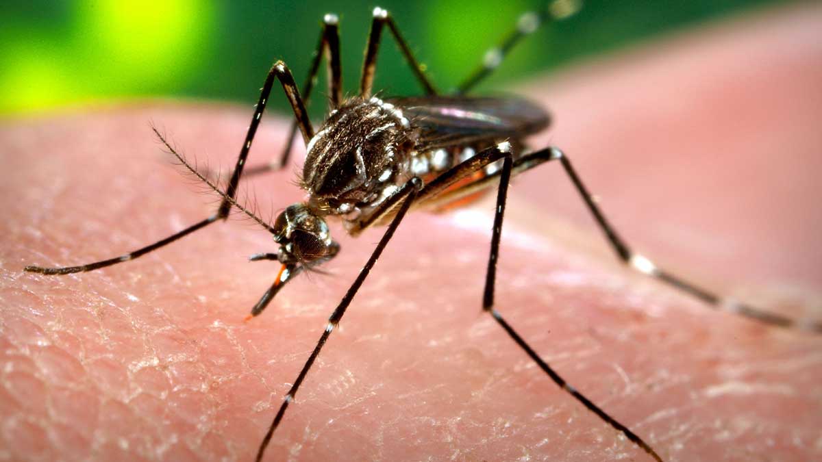 dengue cases