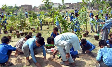 planting saplings in Faisalabad