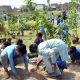 planting saplings in Faisalabad