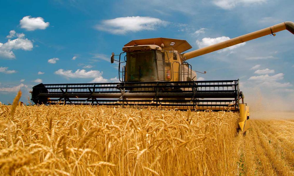 production of wheat