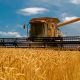 production of wheat